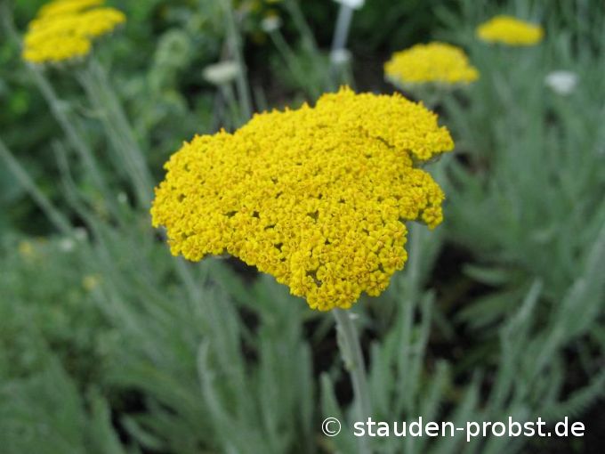 Achillea filipendulina 'Schwellenburg' - Schafgarbe