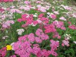 achillea-millefolium-heidi-4