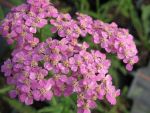achillea-millefolium-heidi