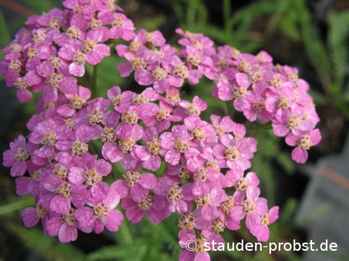 Achillea millefolium 'Heidi' - Schafgarbe