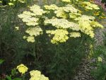 achillea-millefolium-martina-2