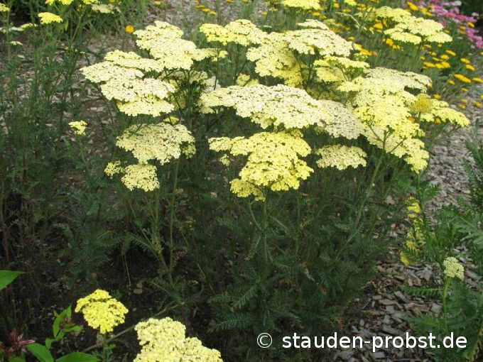 Achillea millefolium 'Martina' - Schafgarbe