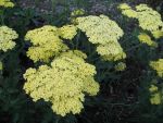 achillea-millefolium-martina