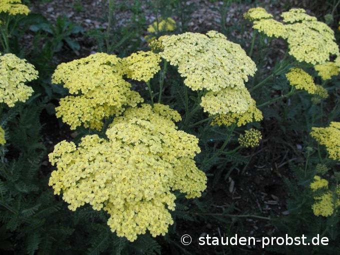 Achillea millefolium 'Martina' - Schafgarbe