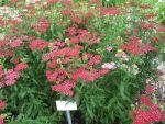 achillea-millefolium-petra-2