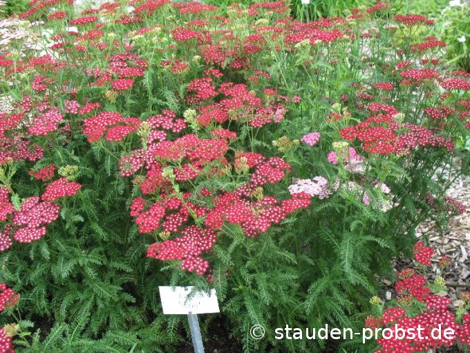 Achillea millefolium 'Petra' - Schafgarbe