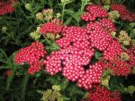 achillea-millefolium-petra