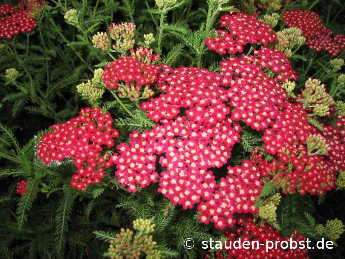 Achillea millefolium 'Petra' - Schafgarbe