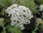 achillea-odorata
