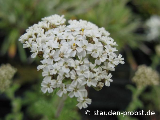 Achillea odorata - Duftpolstergarbe