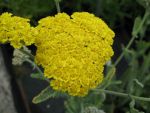 achillea-taygetea-moonshine