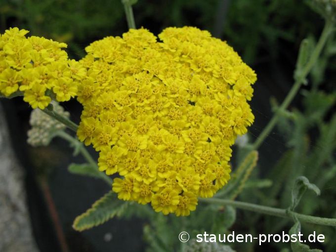 Achillea taygetea 'Moonshine' - Taygetos Garbe, Schafgarbe