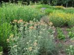 achillea-terracotta-2