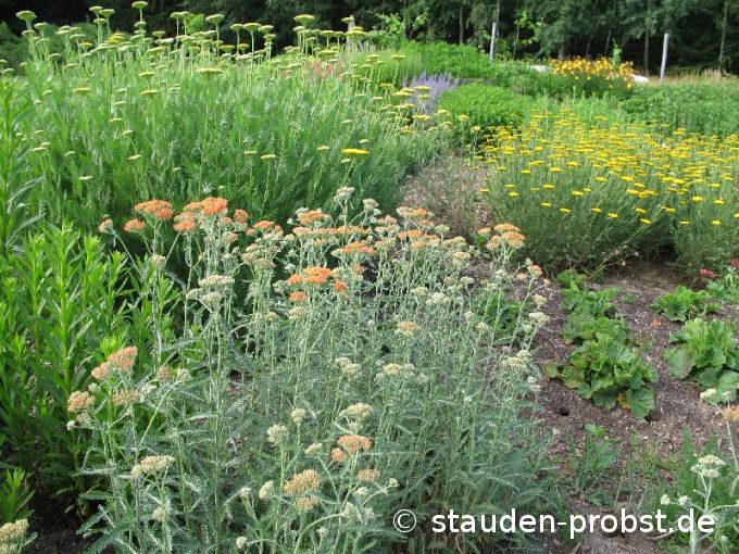 Achillea 'Terracotta' - Schafgarbe