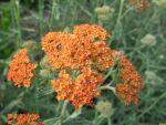 achillea-terracotta