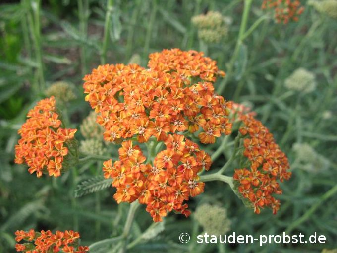 Achillea 'Terracotta' - Schafgarbe