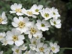 achillea-umbellata-2