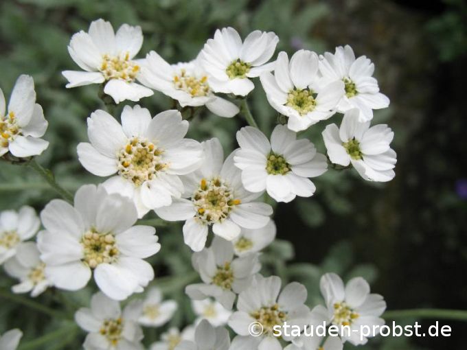 Achillea umbellata - Silbergarbe