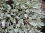 achillea-umbellata