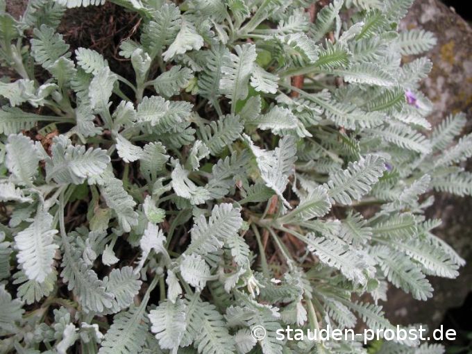 Achillea umbellata - Silbergarbe
