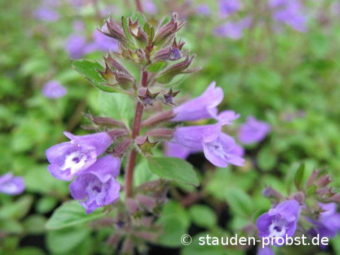 Acinos alpinus - Alpensteinquendel