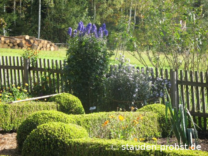 Aconitum arendsii - Herbsteisenhut