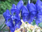 aconitum-arendsii