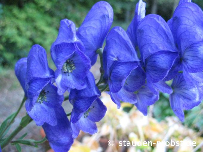 Aconitum arendsii - Herbsteisenhut