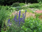 aconitum-napellus-2