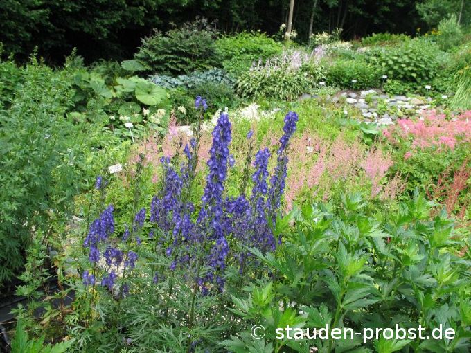 Aconitum napellus - Bergeisenhut