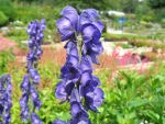 aconitum-napellus