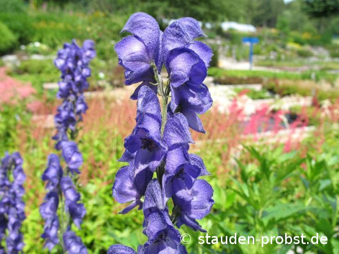 Aconitum napellus - Bergeisenhut