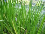 acorus-calamus-2