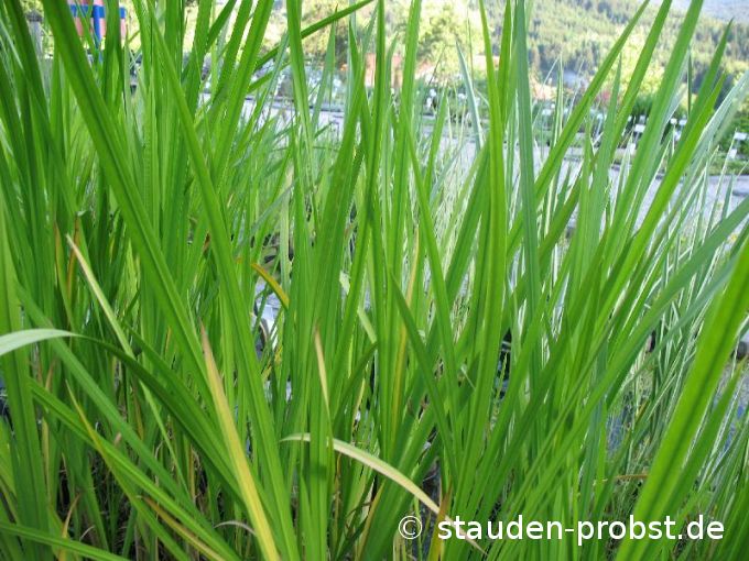 Acorus calamus - Kalmus
