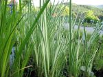 acorus-calamus-variegatus-2