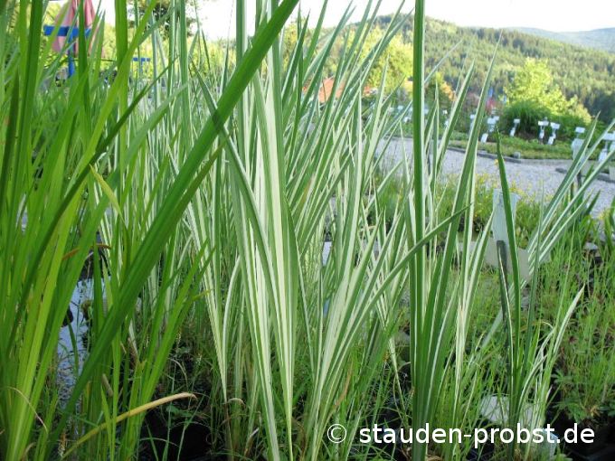 Acorus calamus 'Variegatus' - Kalmus