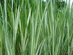 acorus-calamus-variegatus