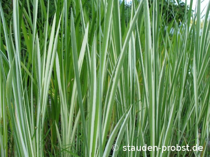 Acorus calamus 'Variegatus'  - Kalmus