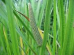 acorus-calamus