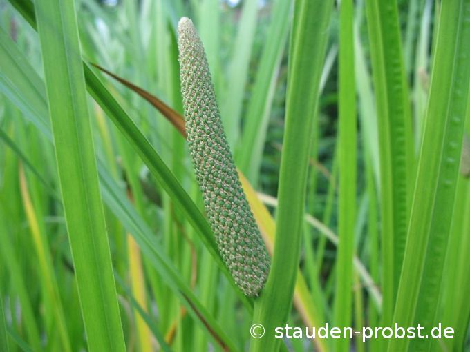 Acorus calamus - Kalmus