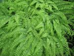adiantum-pedatum-4