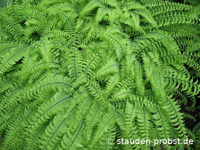 Adiantum pedatum - Pfauenradfarn