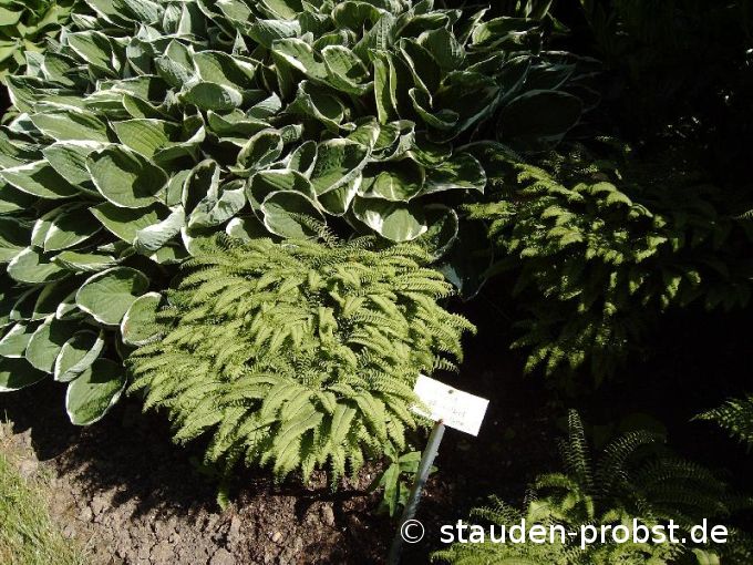 Adiantum pedatum - Pfauenradfarn