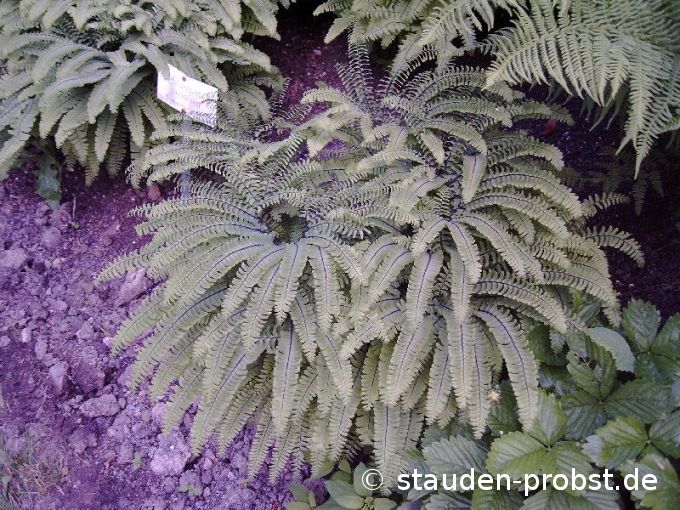 Adiantum pedatum - Pfauenradfarn