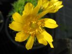 adonis-vernalis