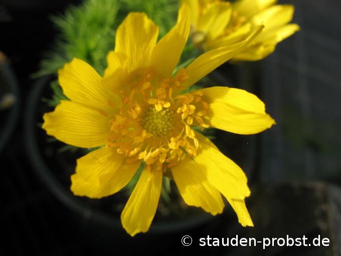 Adonis vernalis - Adonisröschen