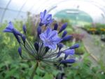 agapanthus-back-in-black