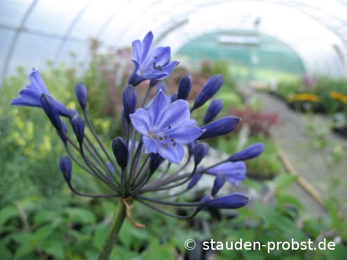 Agapanthus 'Back in Black' - Schmucklilie