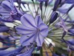 agapanthus-blue-triumphator