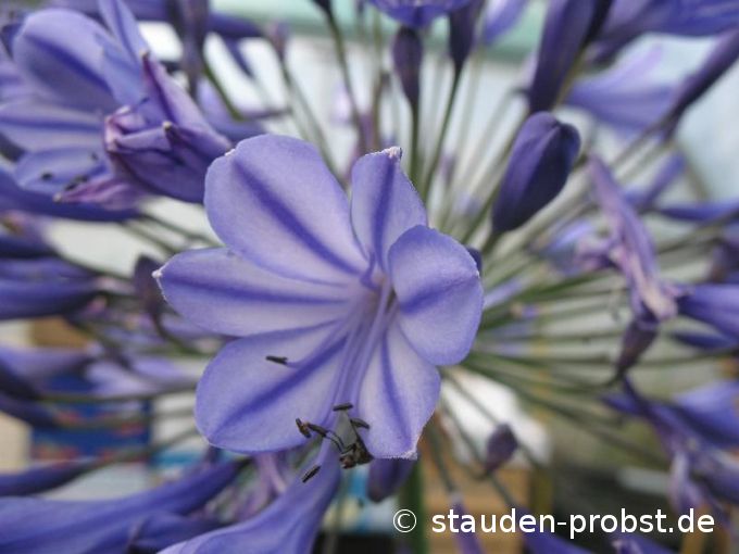Agapanthus africanus 'Blue Triumphator' - Schmucklilie
